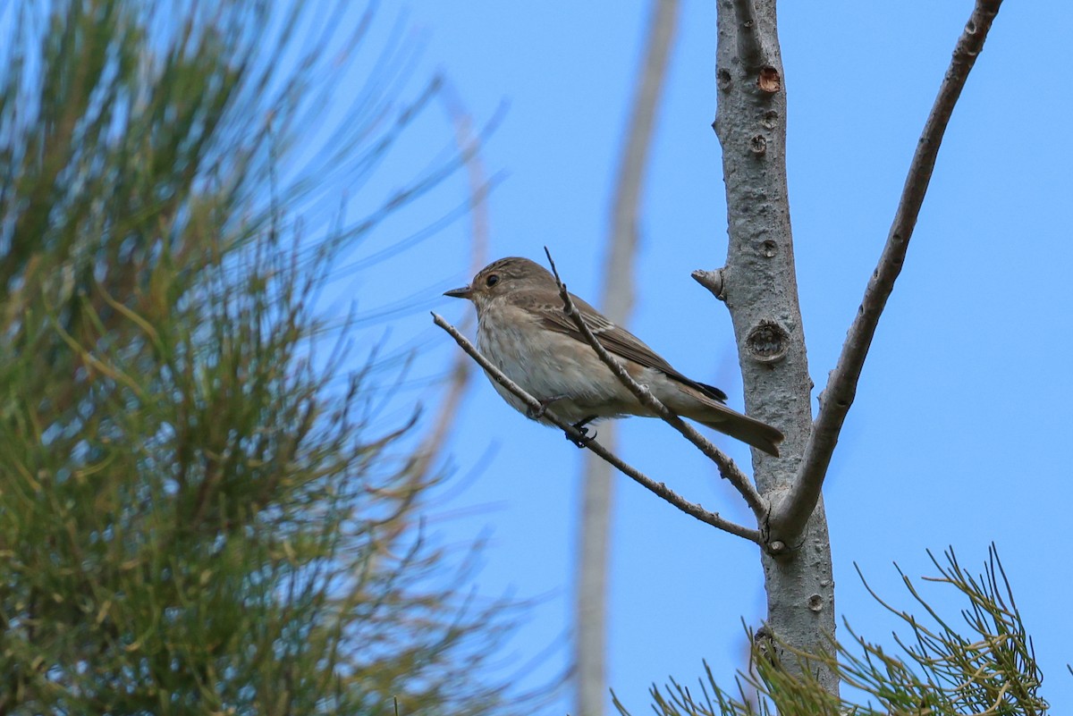 Grauschnäpper - ML644432663