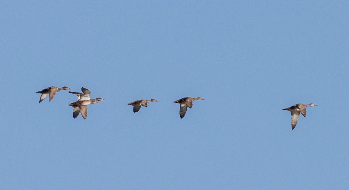 Нерозень - ML644432664