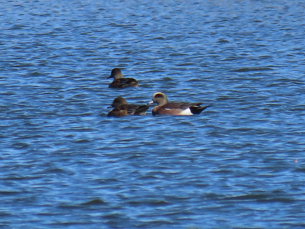 American Wigeon - ML644432666