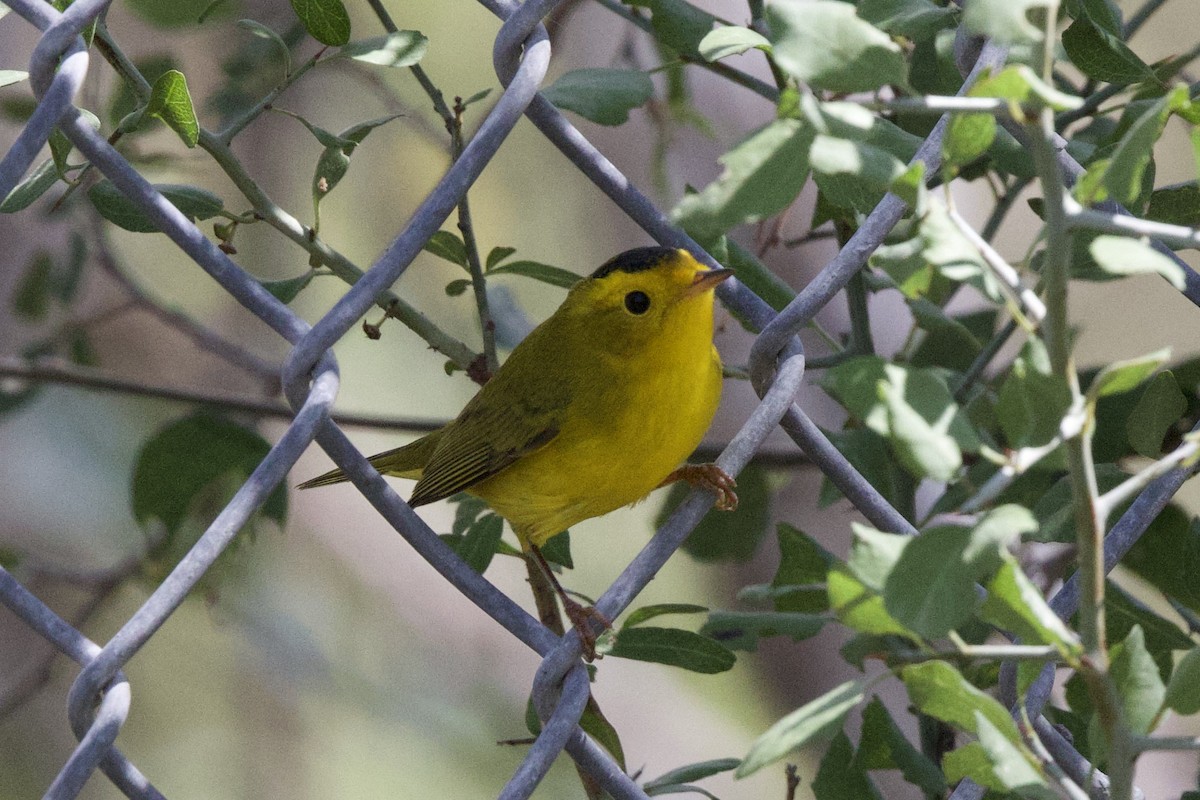 Wilson's Warbler - ML644432681