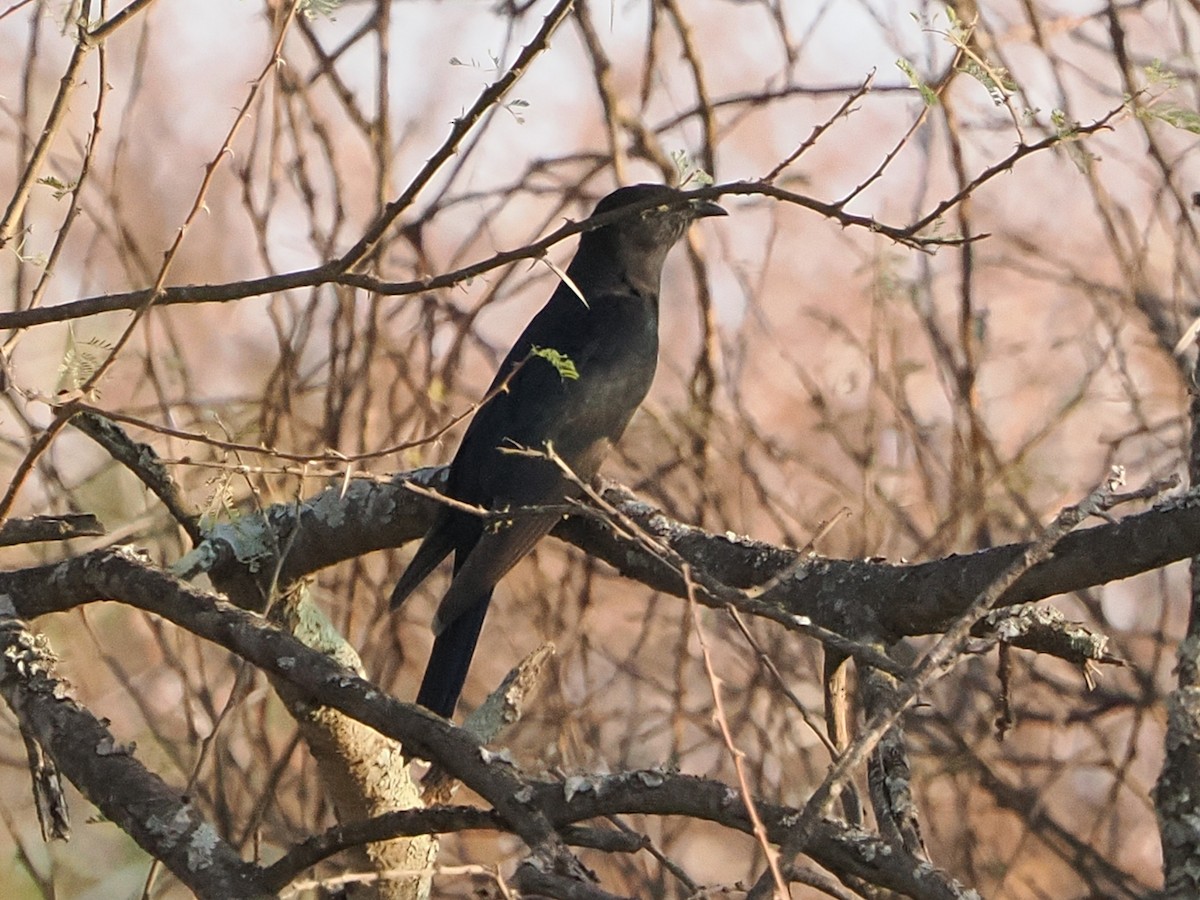 Black Cuckoo - ML644432701