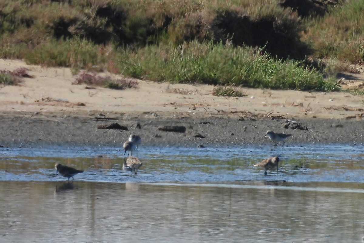 myrsnipe - ML644432708