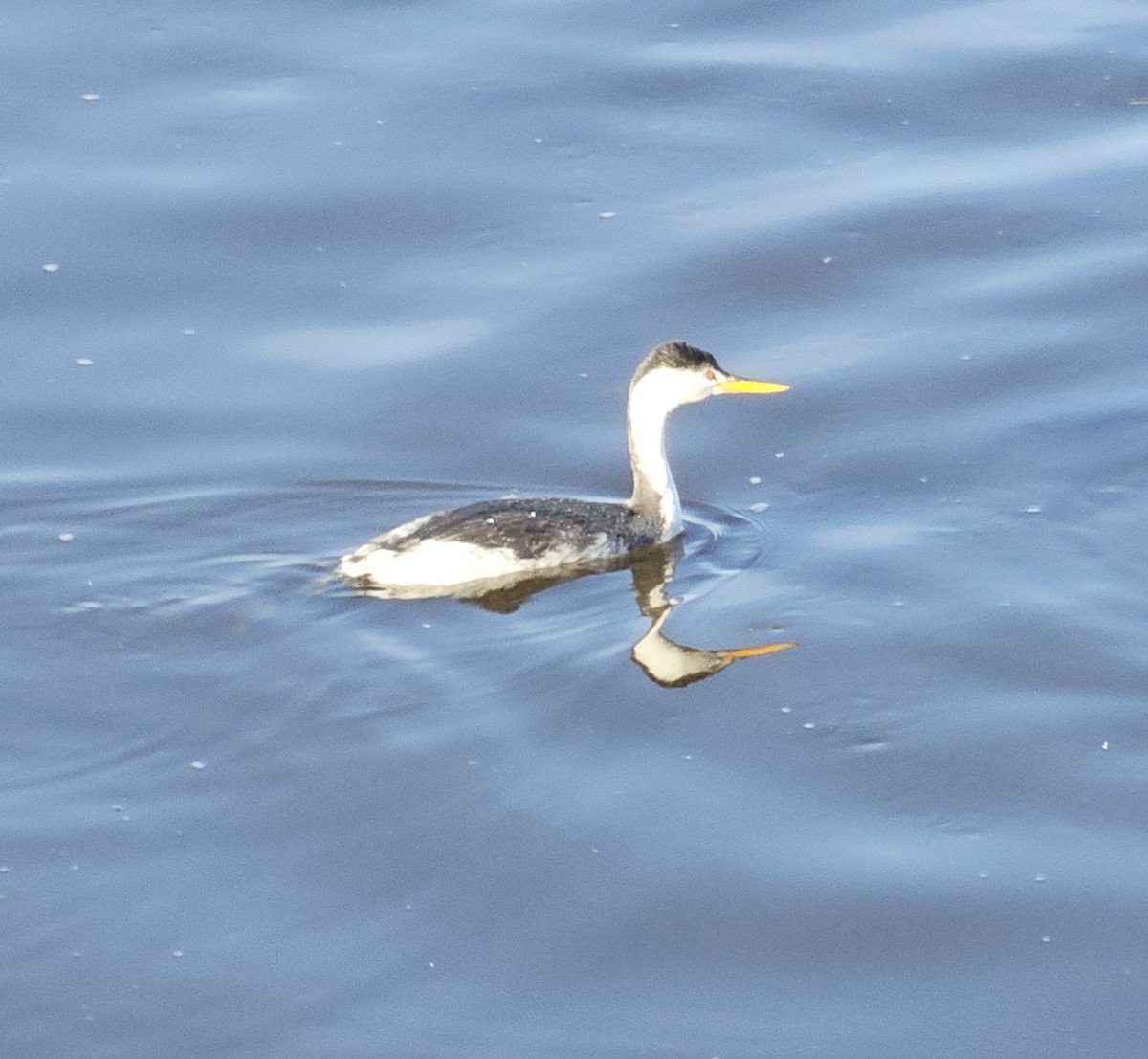 Grèbe à face blanche - ML644432712
