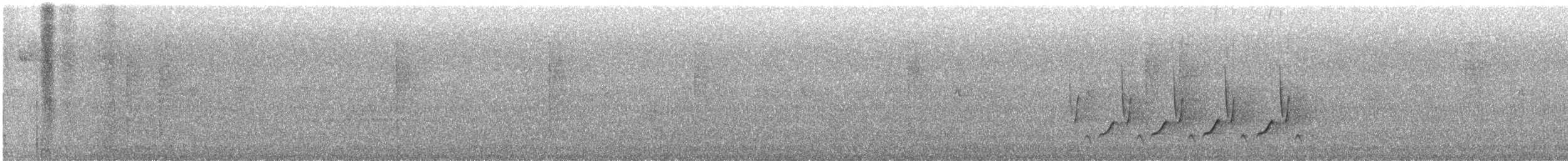 チャバラマユミソサザイ - ML644432714