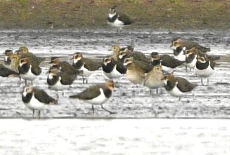 Piviere orientale - ML644432733