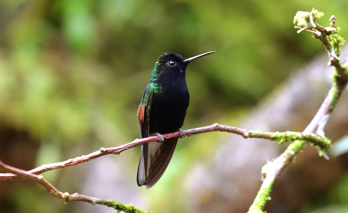Black-bellied Hummingbird - ML644432743