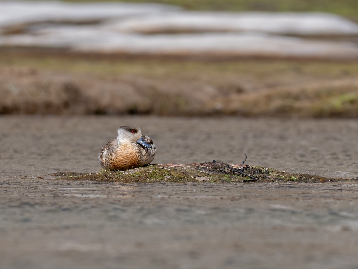 カンムリガモ - ML644432760