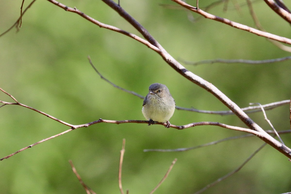 stumpnebb - ML644432767