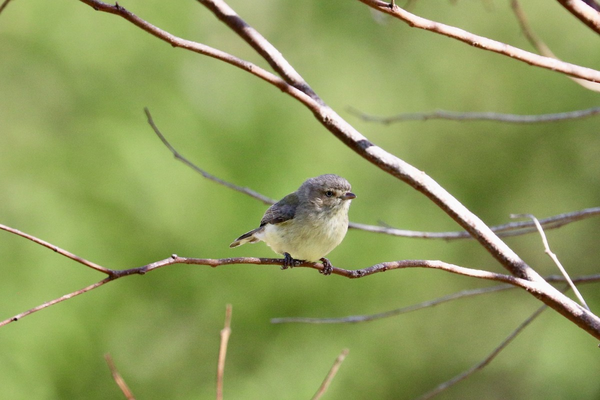 stumpnebb - ML644432768