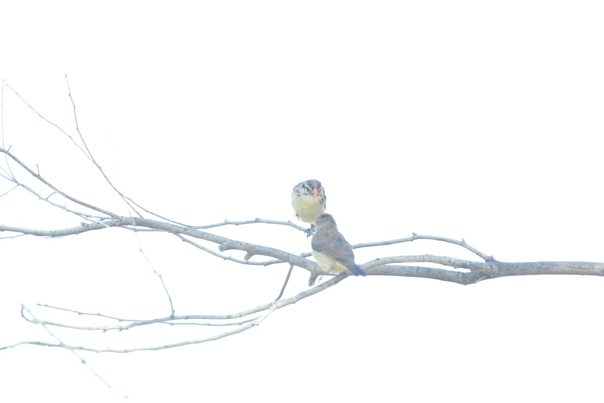 針尾維達雀 - ML644432770