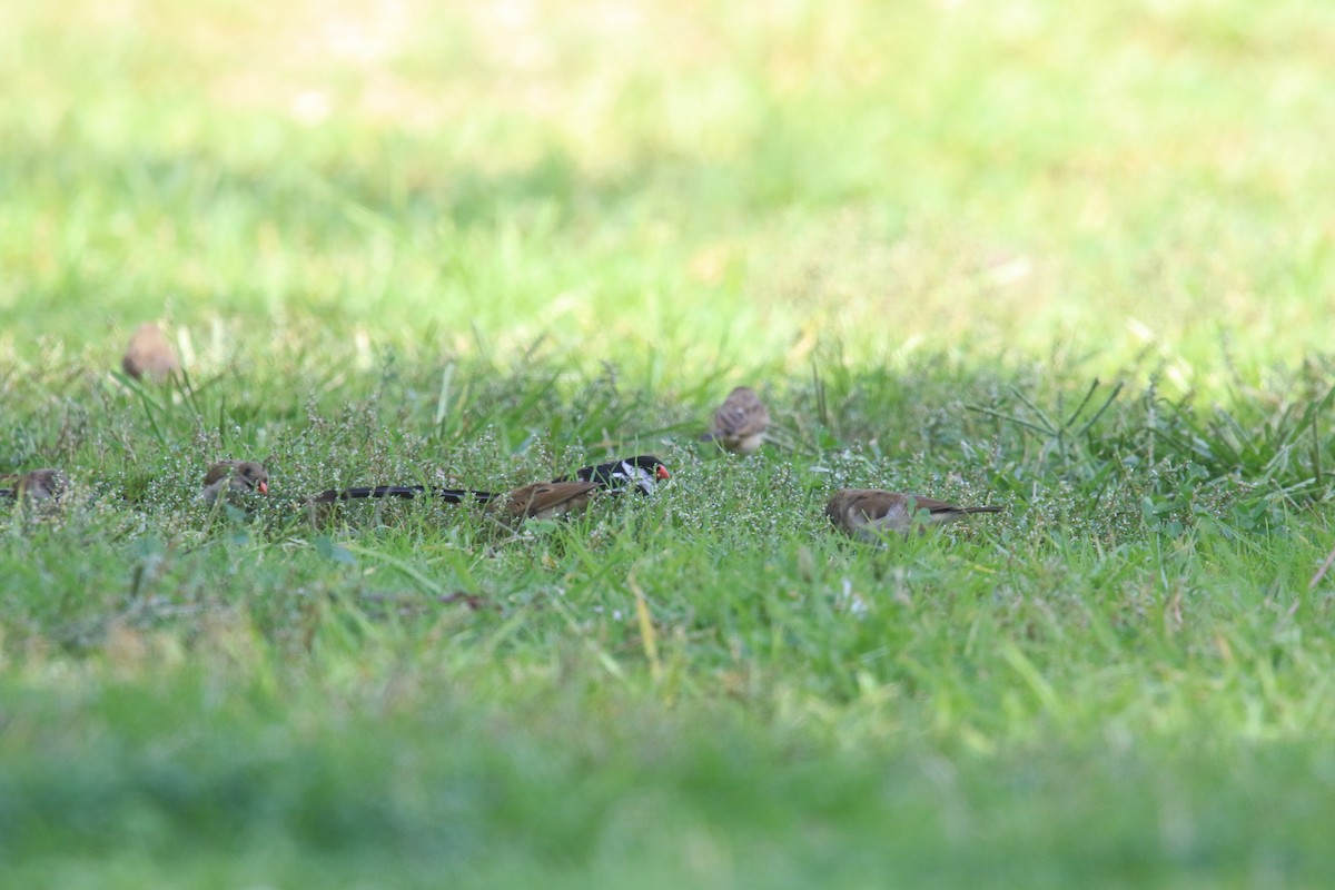 針尾維達雀 - ML644432771