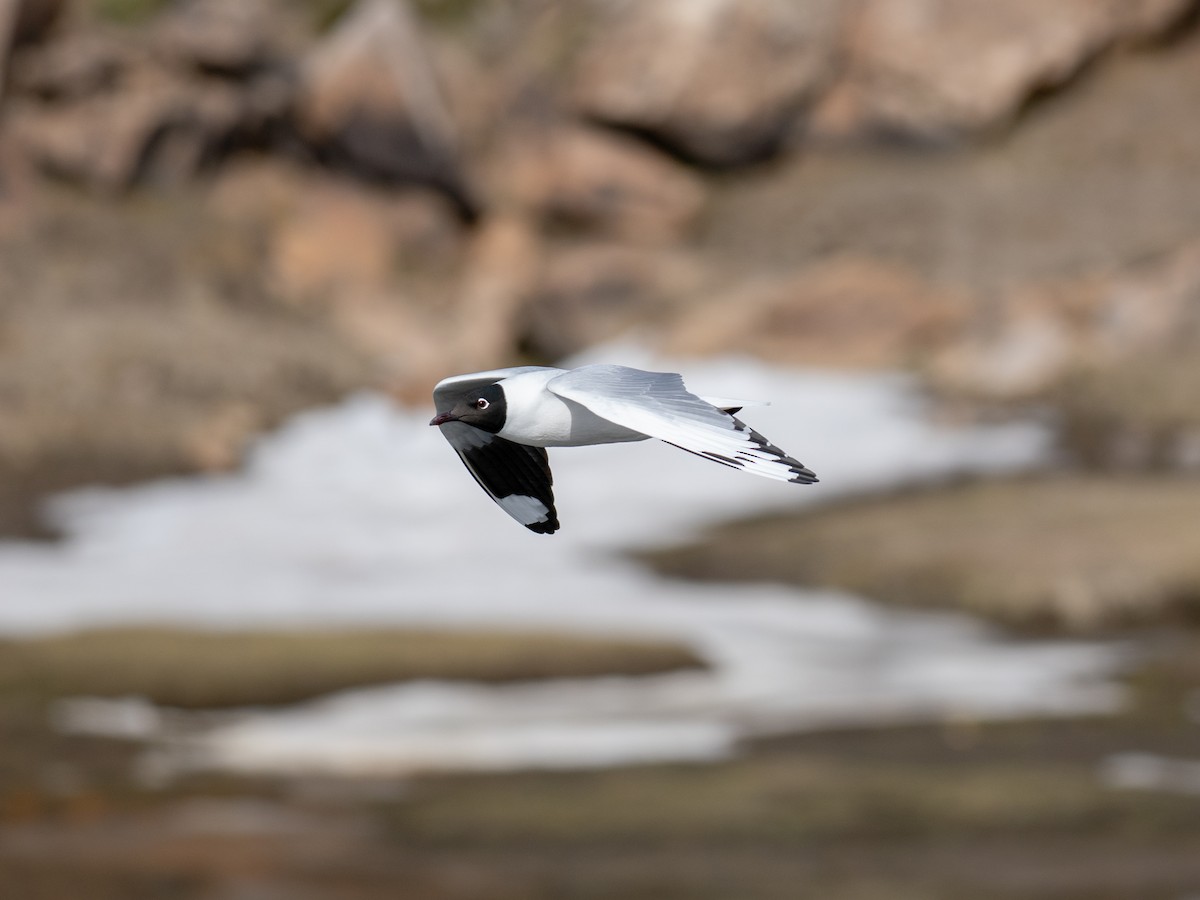 Andean Gull - ML644432772