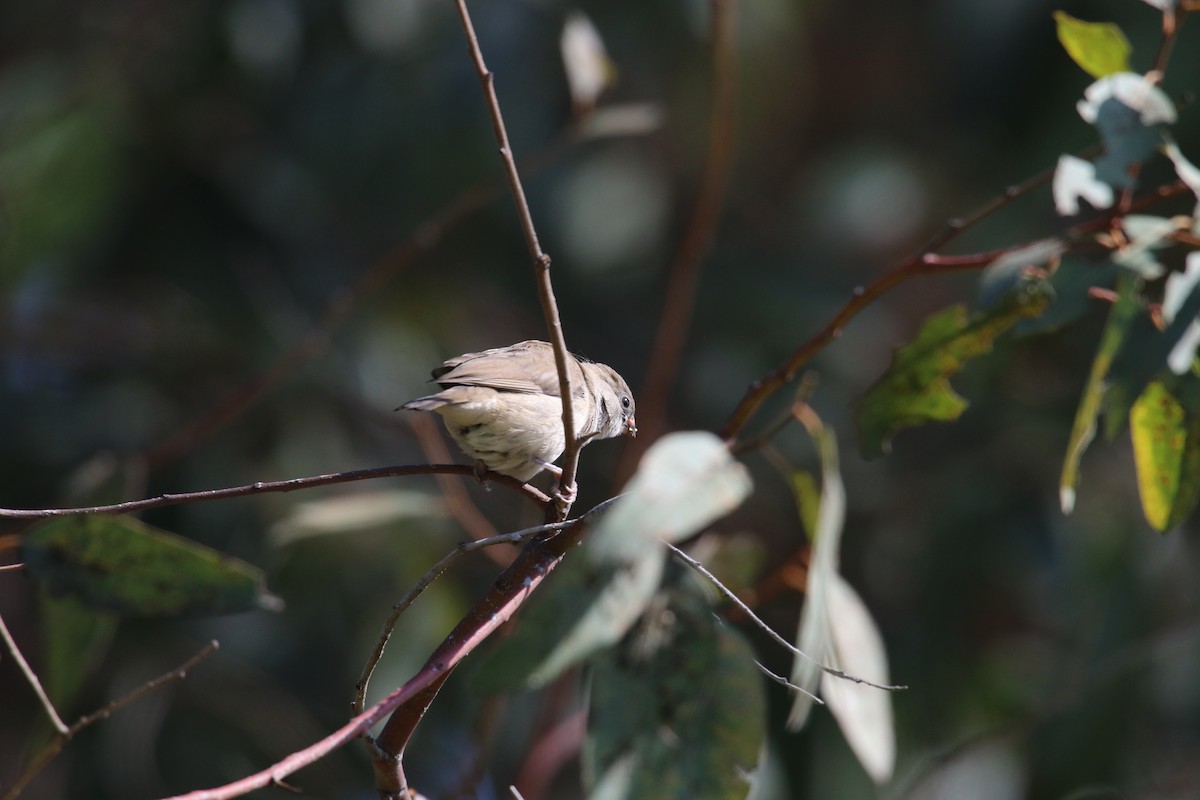 針尾維達雀 - ML644432773