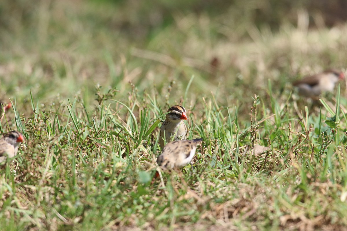 針尾維達雀 - ML644432774