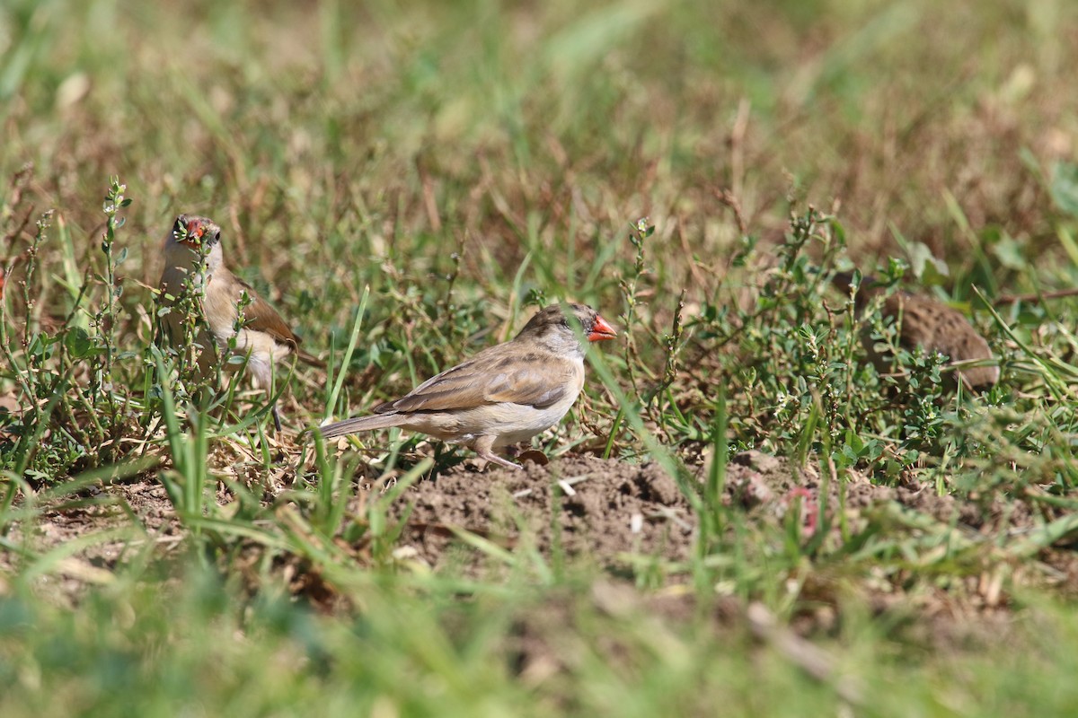 針尾維達雀 - ML644432775