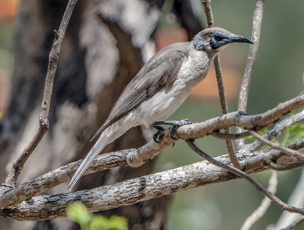 Little Friarbird - ML644432780