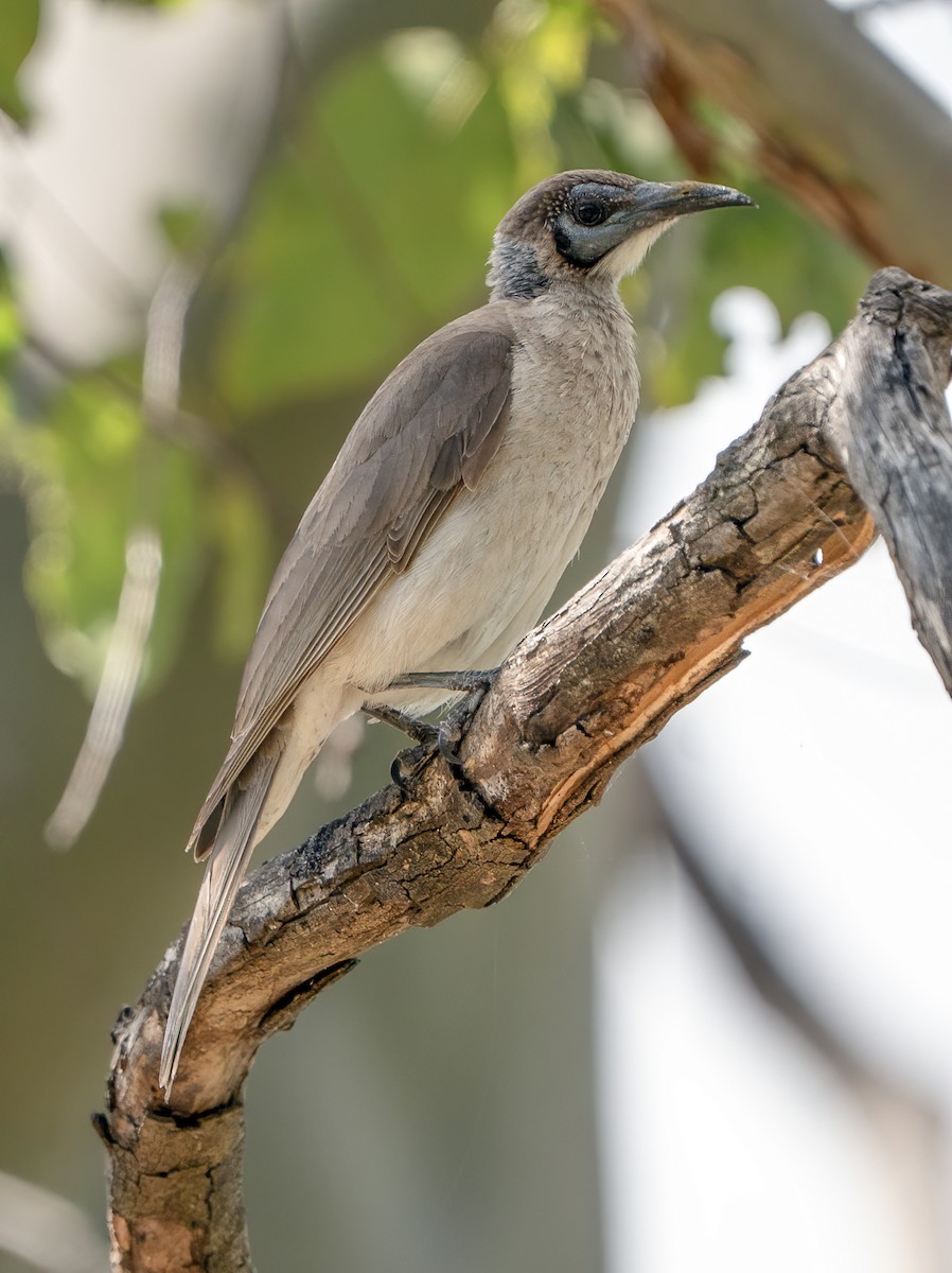Little Friarbird - ML644432781
