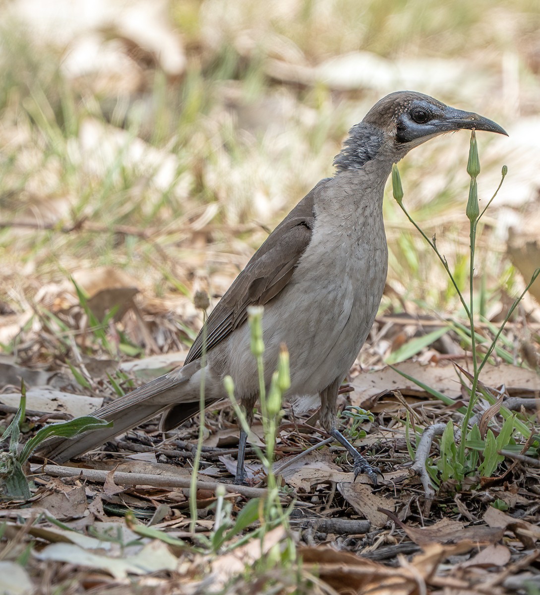 Little Friarbird - ML644432782