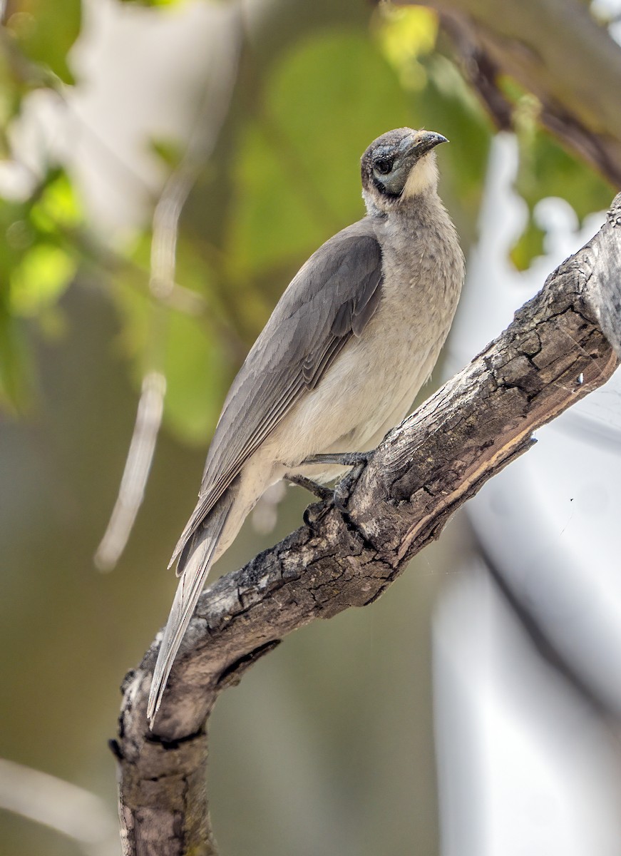 Little Friarbird - ML644432783