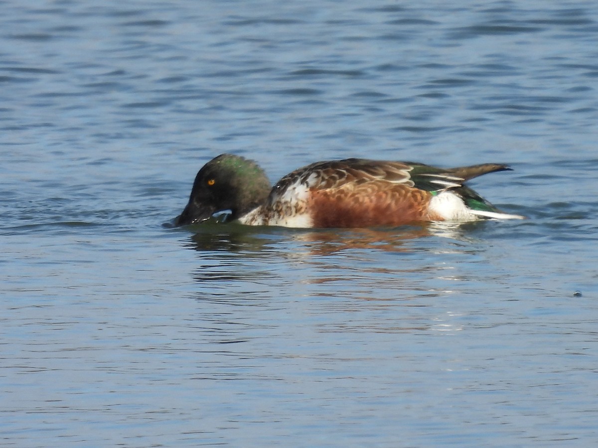 skjeand - ML644432797