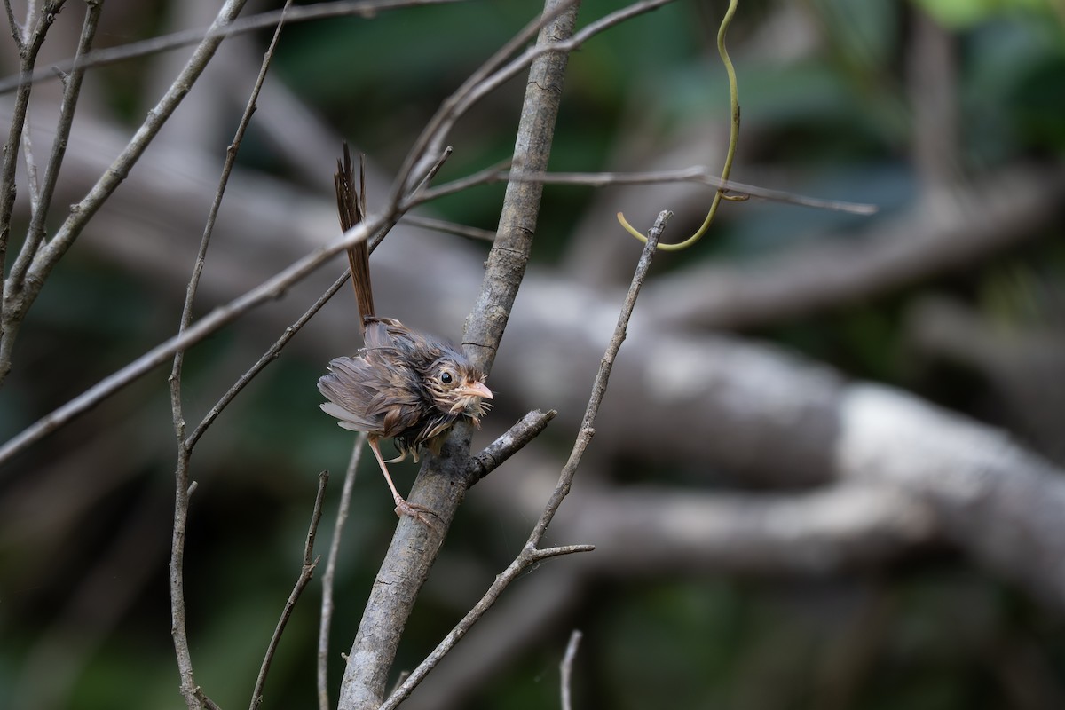 Red-backed Fairywren - ML644432798