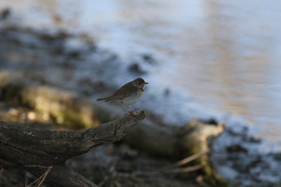 Grive à joues grises - ML644432800