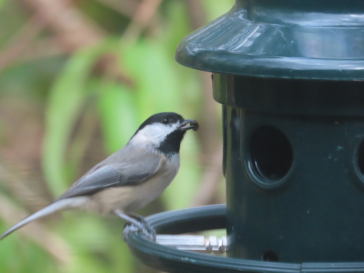 Carolina Chickadee - ML644432806