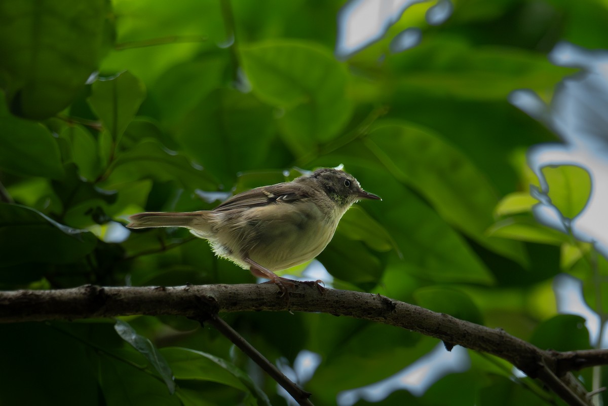 White-browed Scrubwren - ML644432816