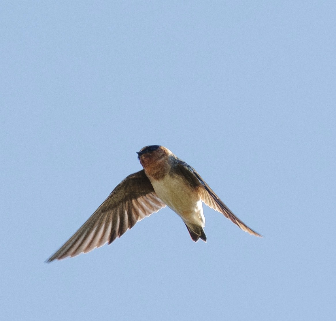 Cliff Swallow - ML644432824