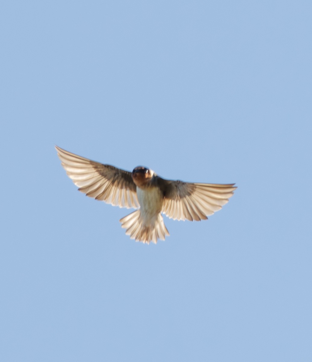 Cliff Swallow - ML644432825