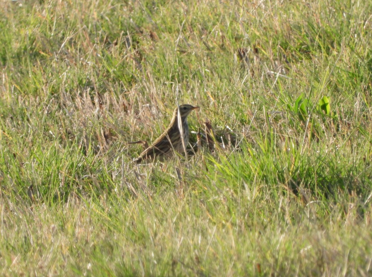 heipiplerke - ML644432829