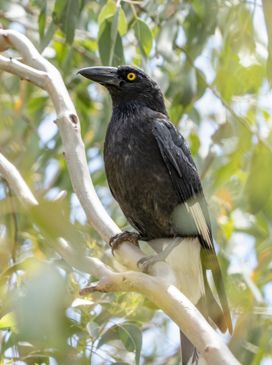 Pied Currawong - ML644432839
