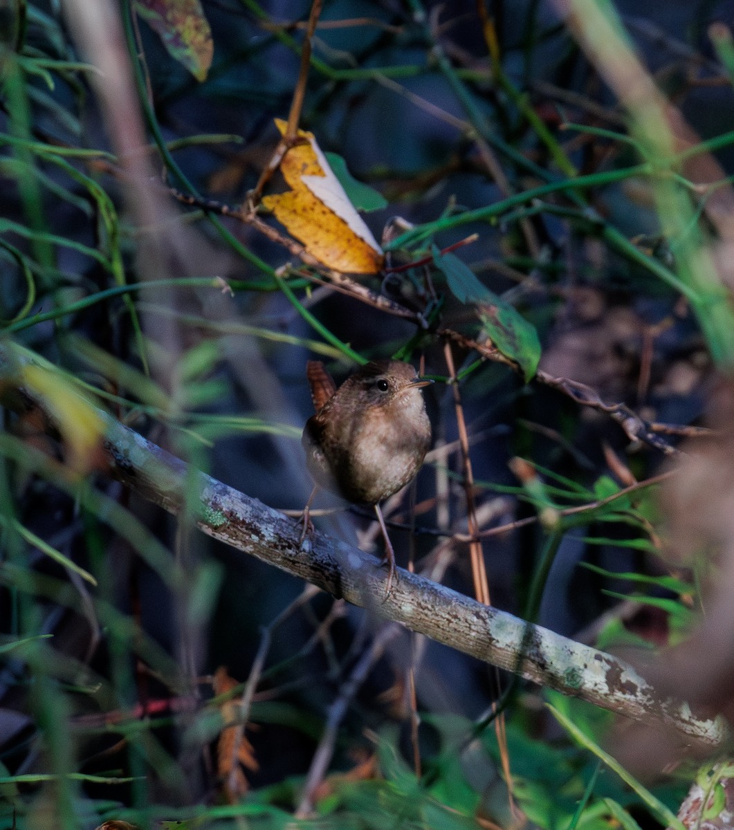 střízlík kanadský - ML644432843