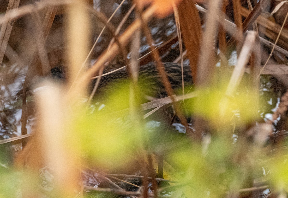 Virginia Rail - ML644432846