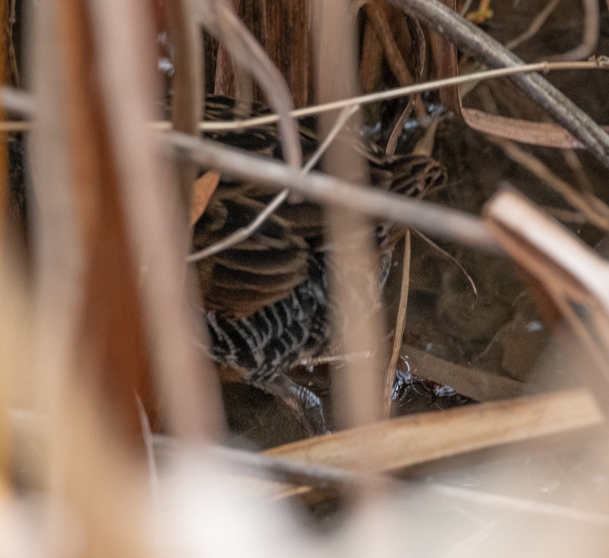 Virginia Rail - ML644432847