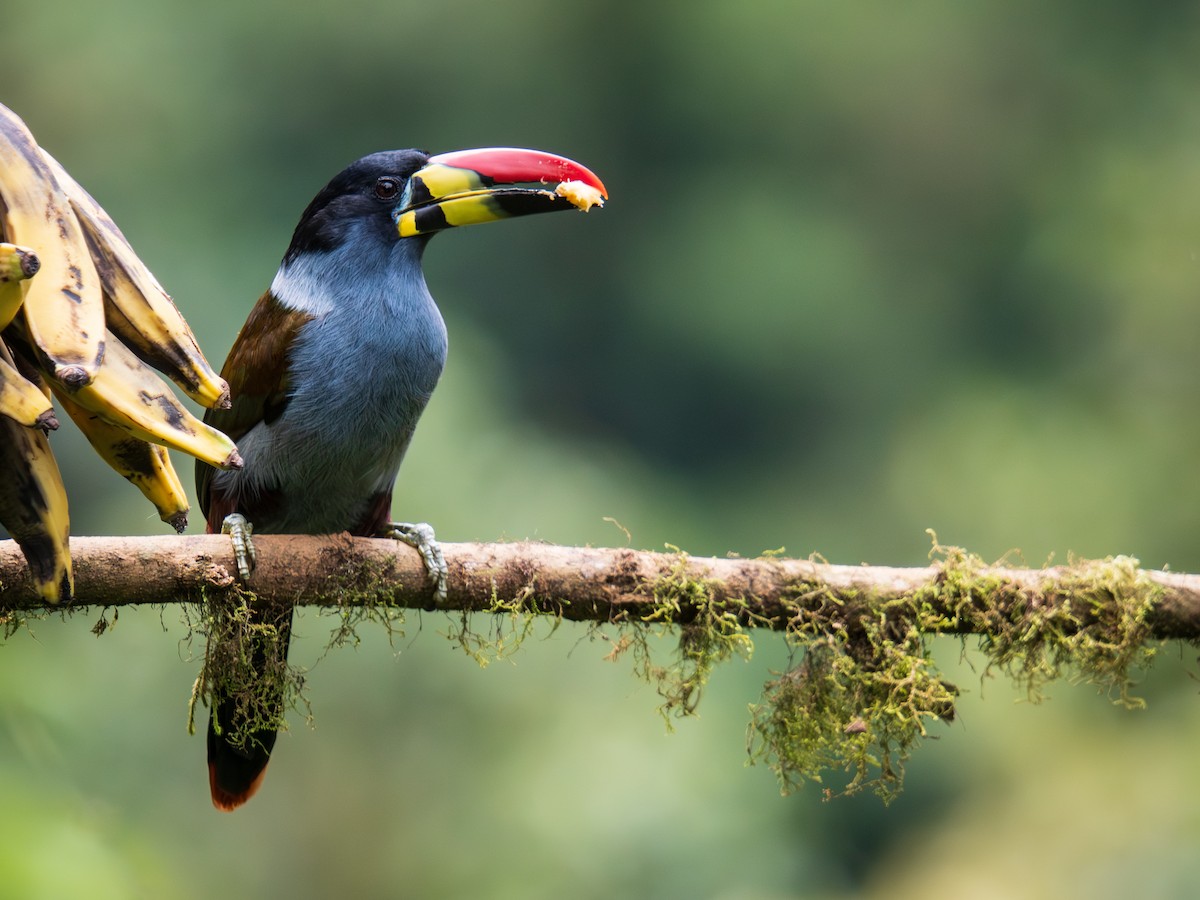 Toucan bleu - ML644432848