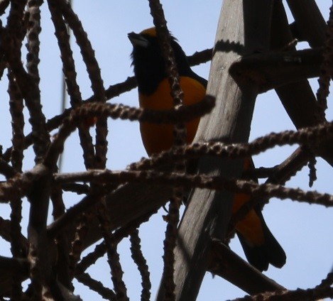 Finsch's Euphonia - ML644432855