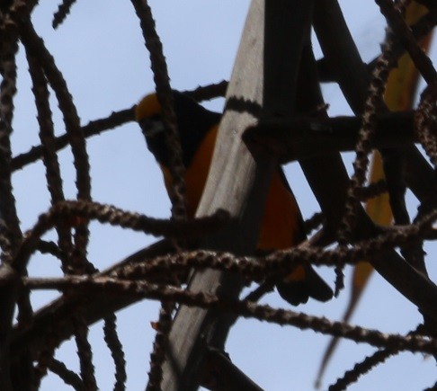 Finsch's Euphonia - ML644432856