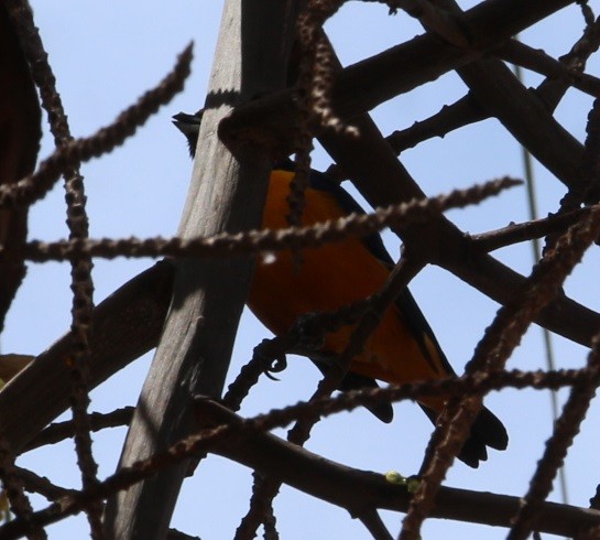 Finsch's Euphonia - ML644432857