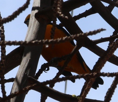 Finsch's Euphonia - ML644432858