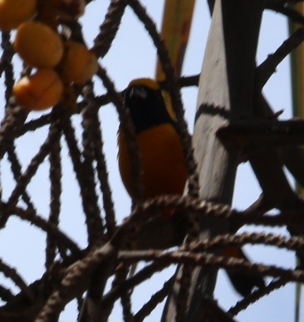 Finsch's Euphonia - ML644432859