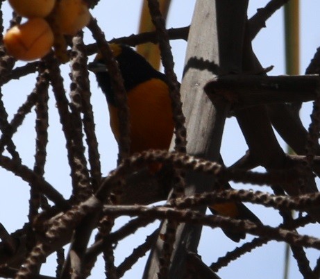 Finsch's Euphonia - ML644432860