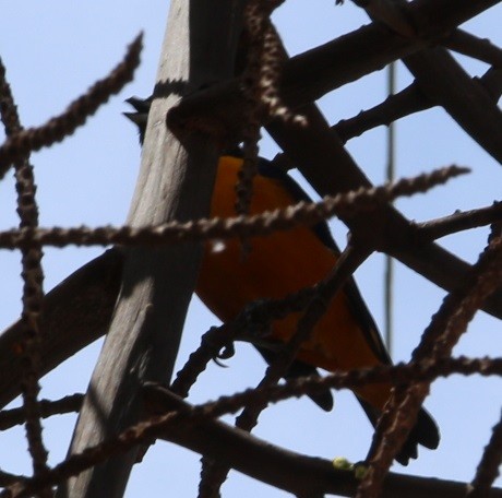 Finsch's Euphonia - ML644432861