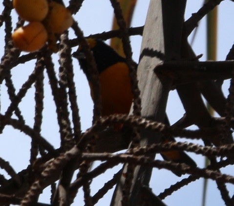 Finsch's Euphonia - ML644432863