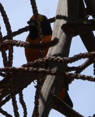 Finsch's Euphonia - ML644432864