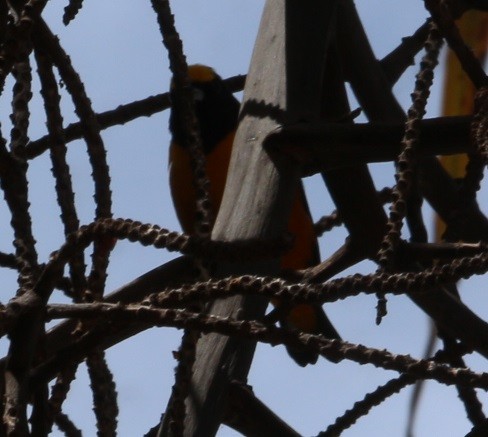 Finsch's Euphonia - ML644432865