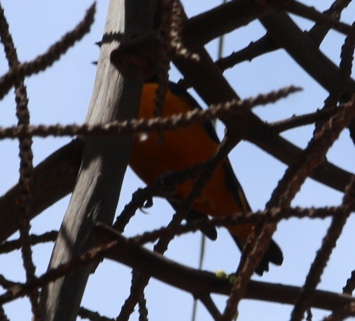 Finsch's Euphonia - ML644432866