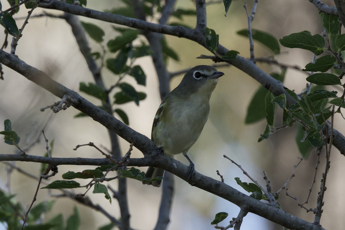 Cassin's Vireo - ML644432879