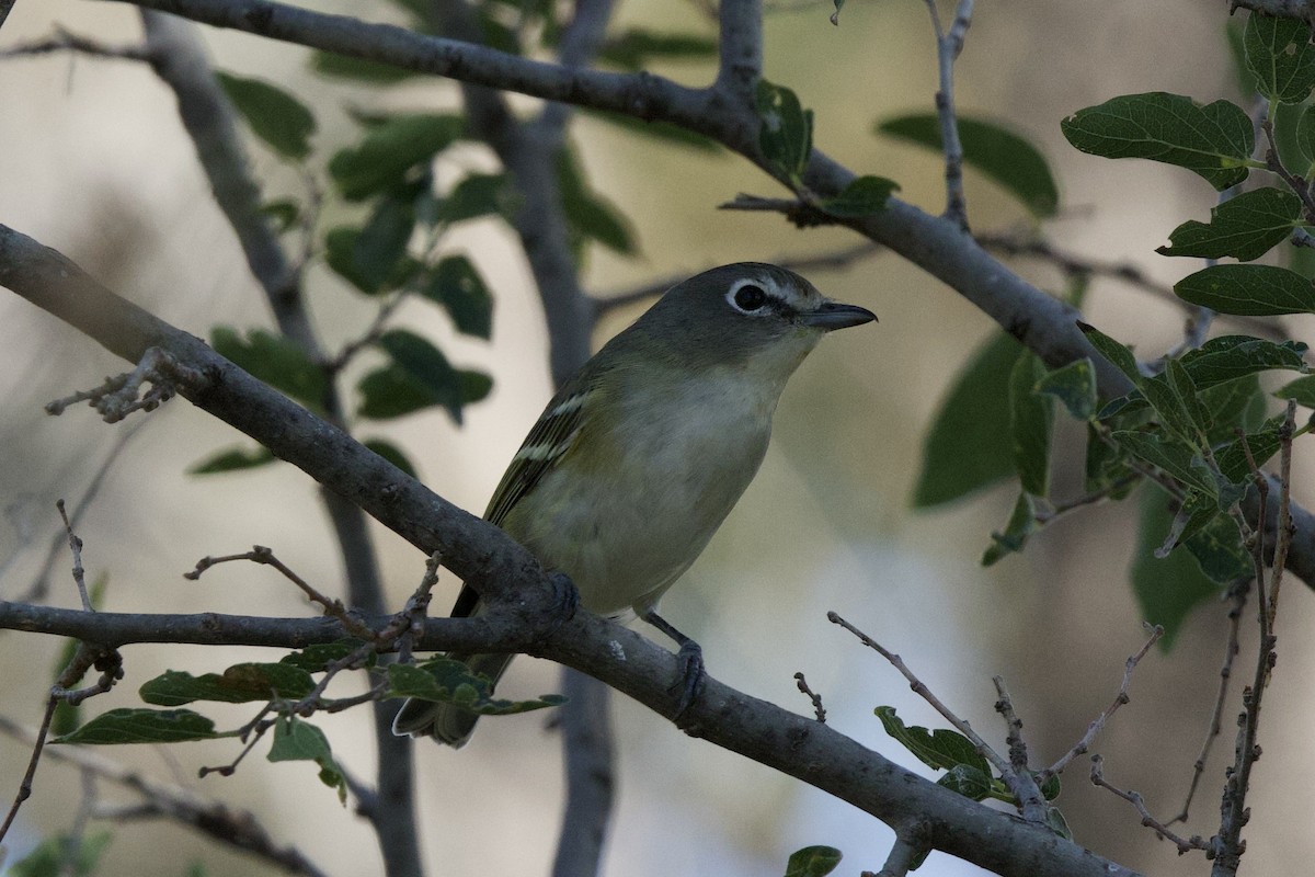 Cassin's Vireo - ML644432880