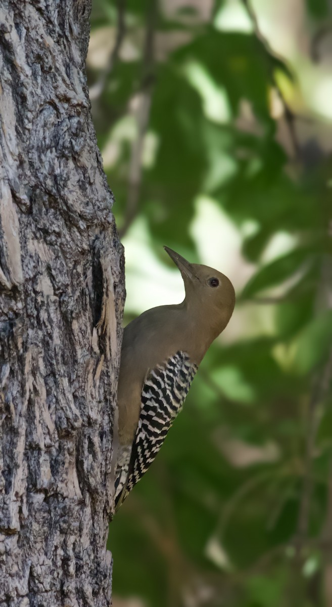 datel gilský - ML644432890